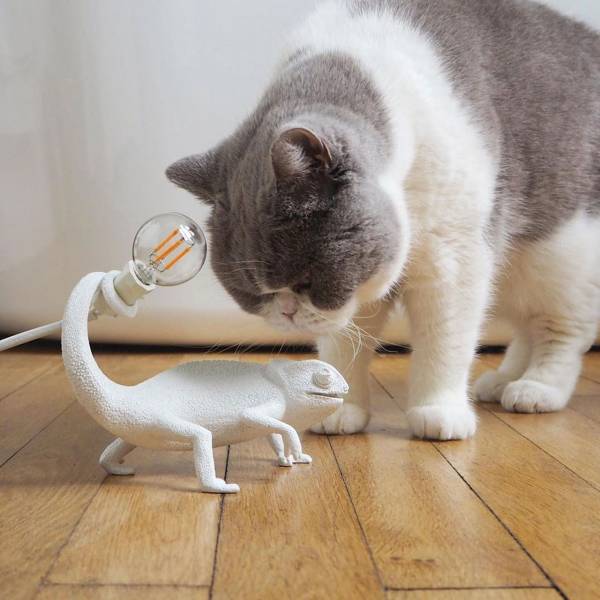 Lampe Caméléon SELETTI by MEGALUX 33 Bordeaux